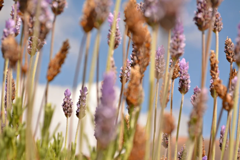 some lavender flowers and sky as the backdrop