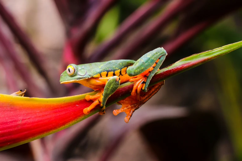 a close up of a frog on a flower