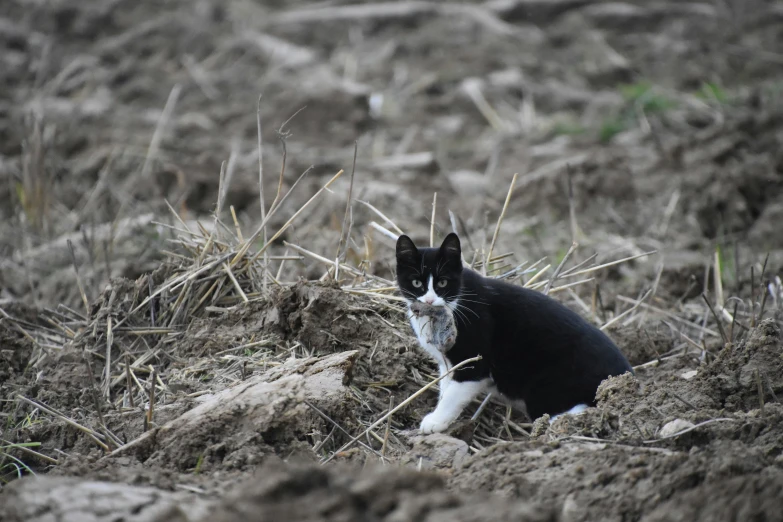 a black and white cat standing in the middle of a dirt field