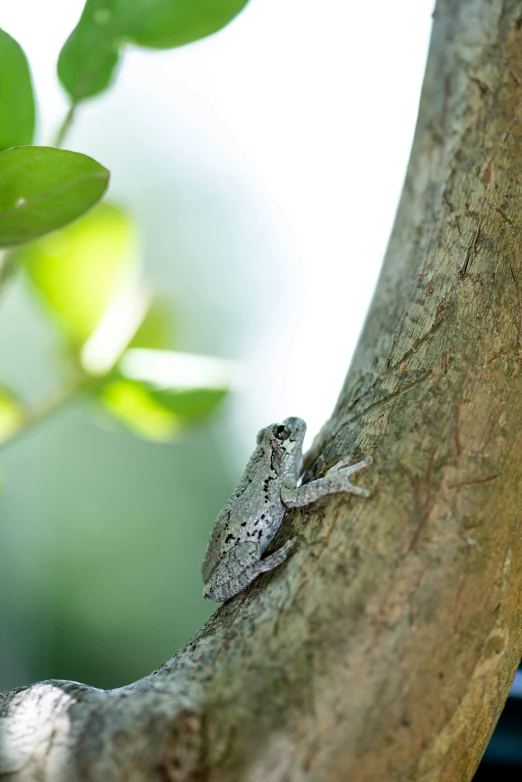 a small gray frog perched on top of a tree nch