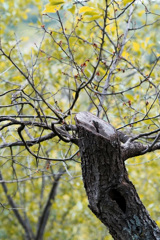 the large lizard is on the nch of a tree