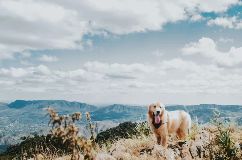 there is a dog that is standing on the side of the mountain