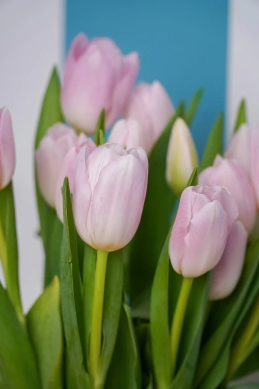 pink tulips, with green leaves on stems