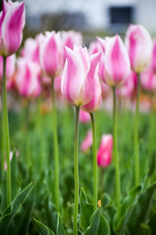 many pink flowers with green leaves and a white flower on the top of one of them