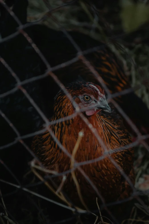 a rooster in a cage looks at the camera