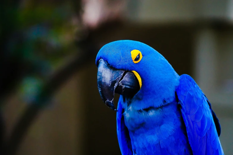 closeup of a blue bird sitting on a tree nch