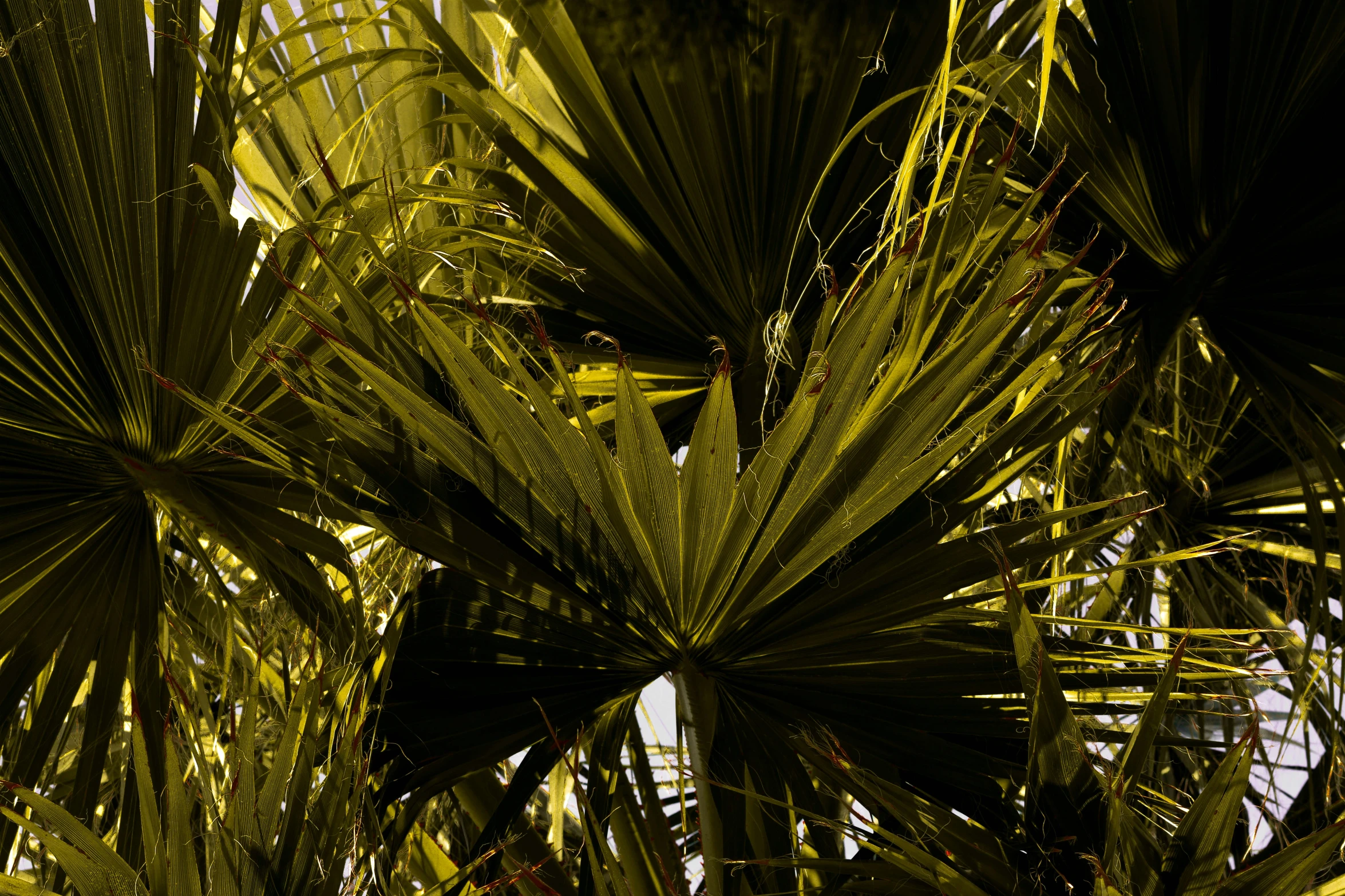 an area with palm trees with lots of leafy foliage