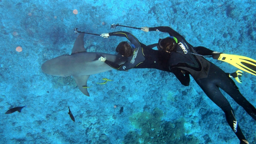 a person in a wet suit is diving with a shark