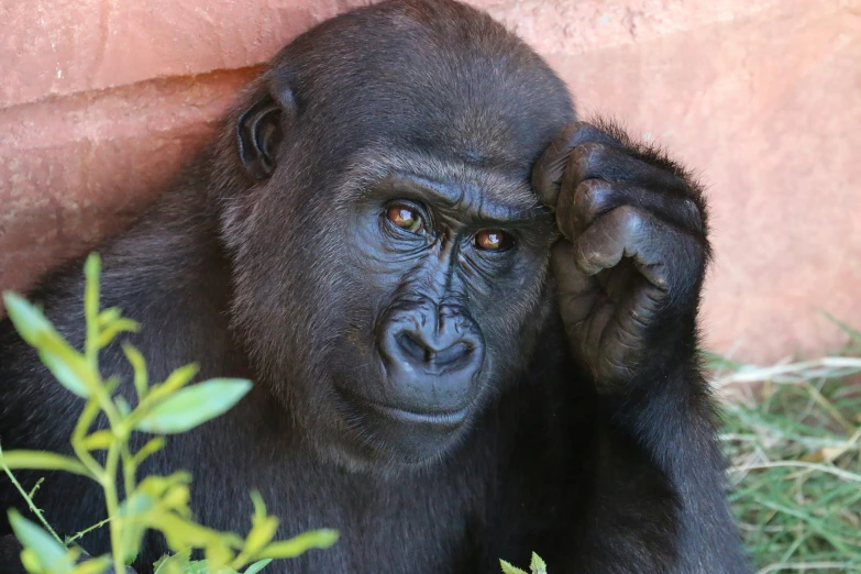 a black gorilla with red eyes holds his head up