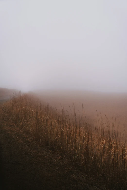 a sheep grazes on the grass in the foggy, autumn field