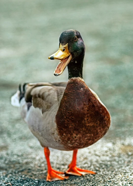 a close up of a duck on concrete