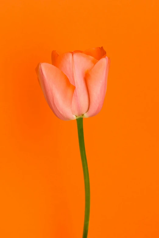 a pink flower that has been placed on an orange background