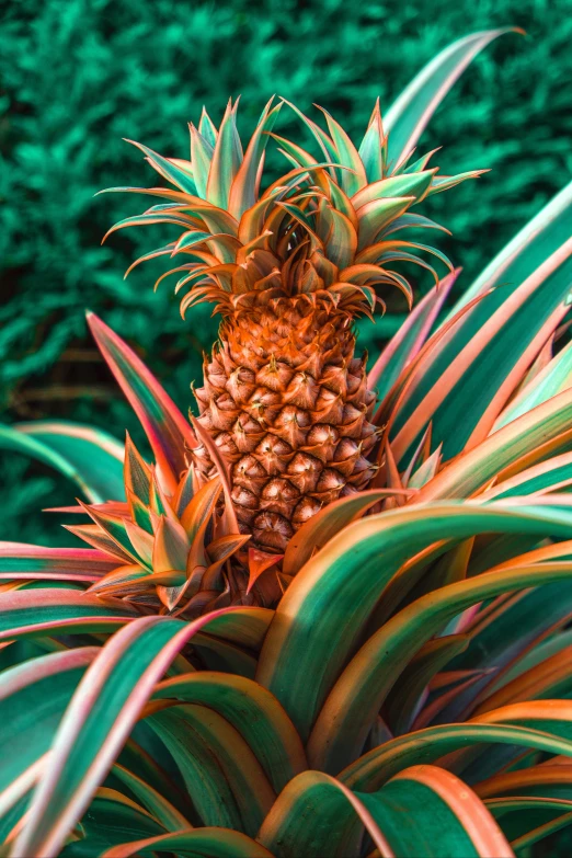 a pineapple with a green background and pink leaves