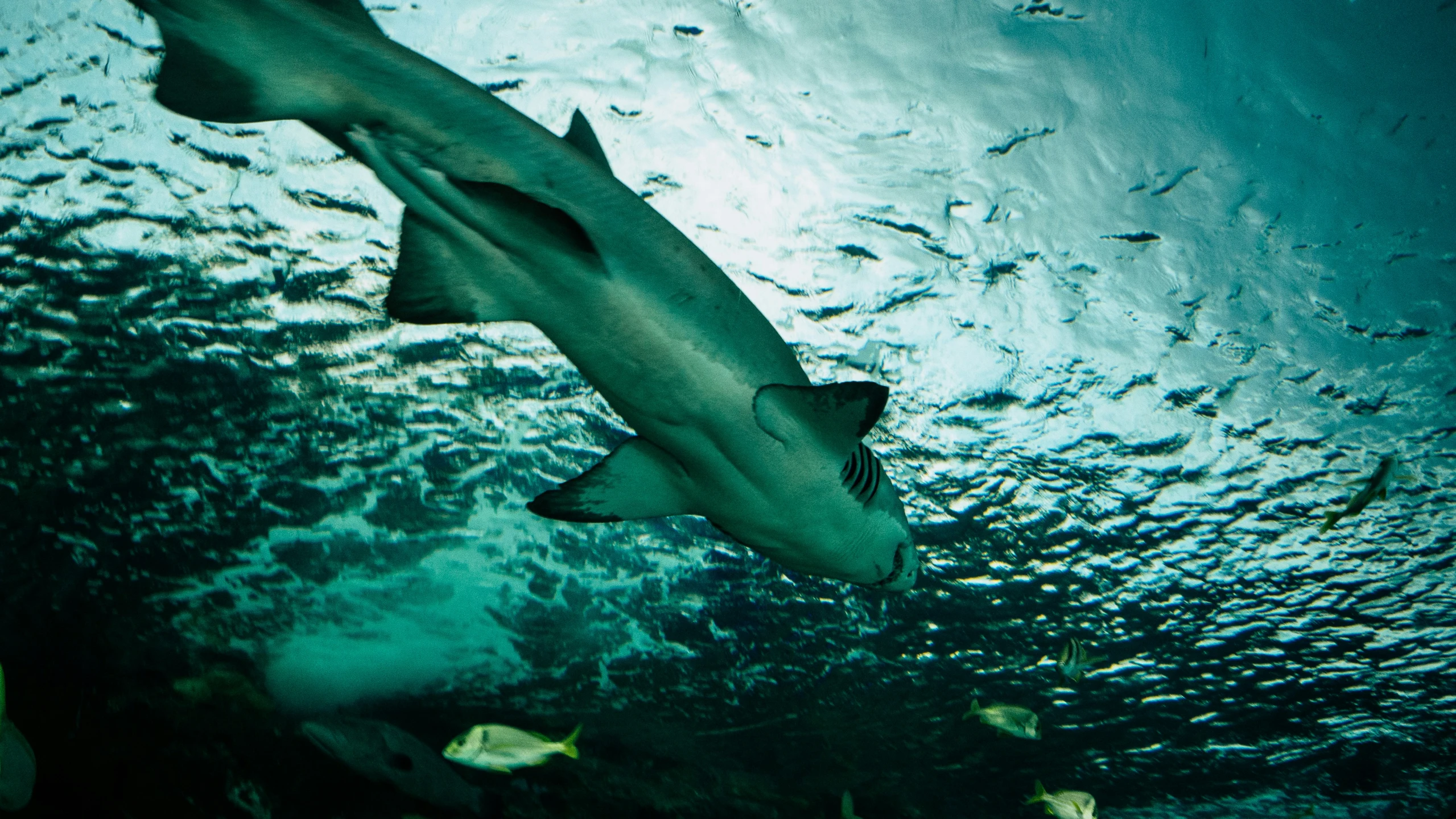 a shark swimming under water on the ocean