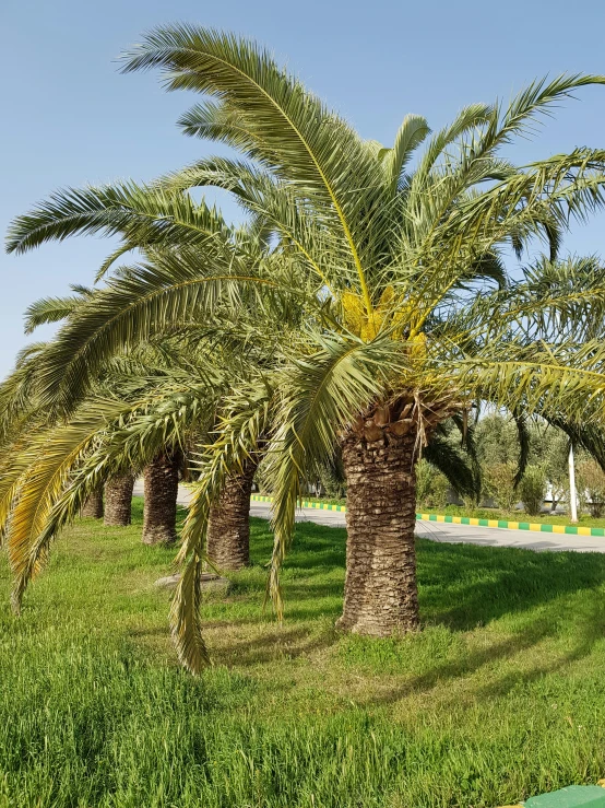 the trees are in green grass near the road