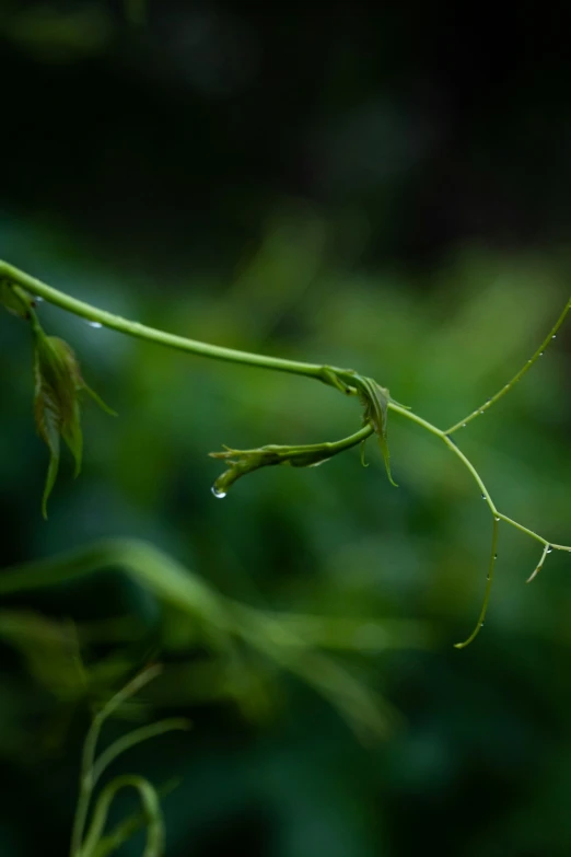 the twig on the twig is looking toward the camera