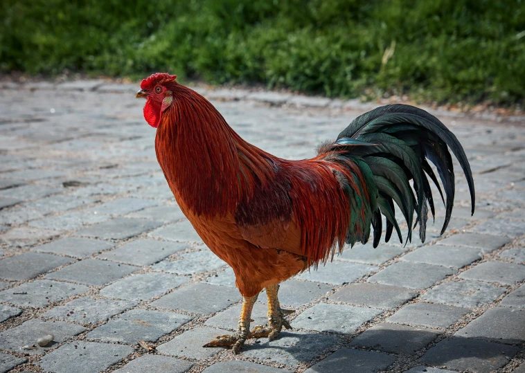 red rooster standing on brick walkway in open area