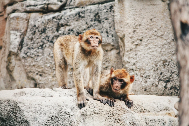 two brown monkeys standing on top of a large rock