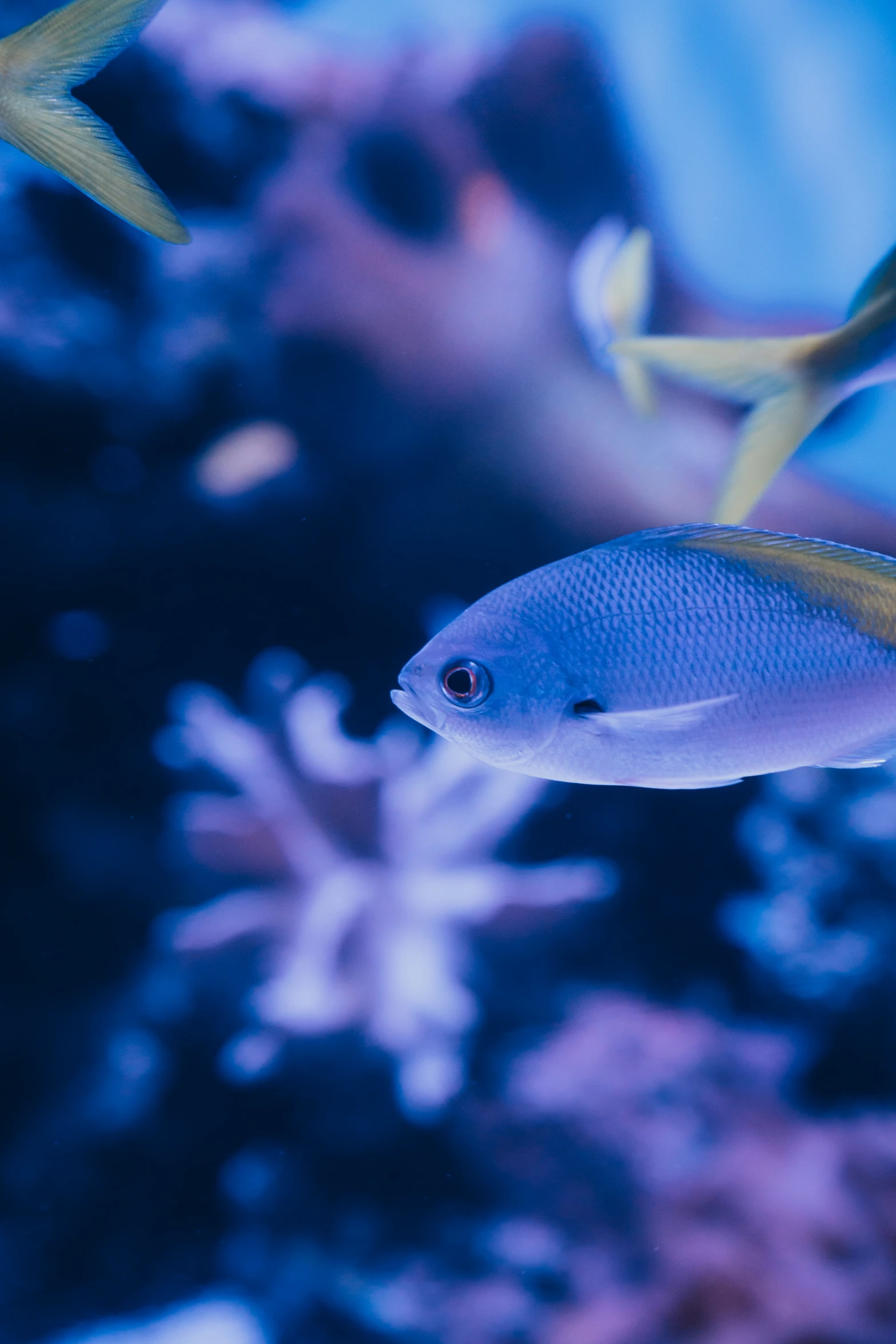 two blue fish in an aquarium with corals and water