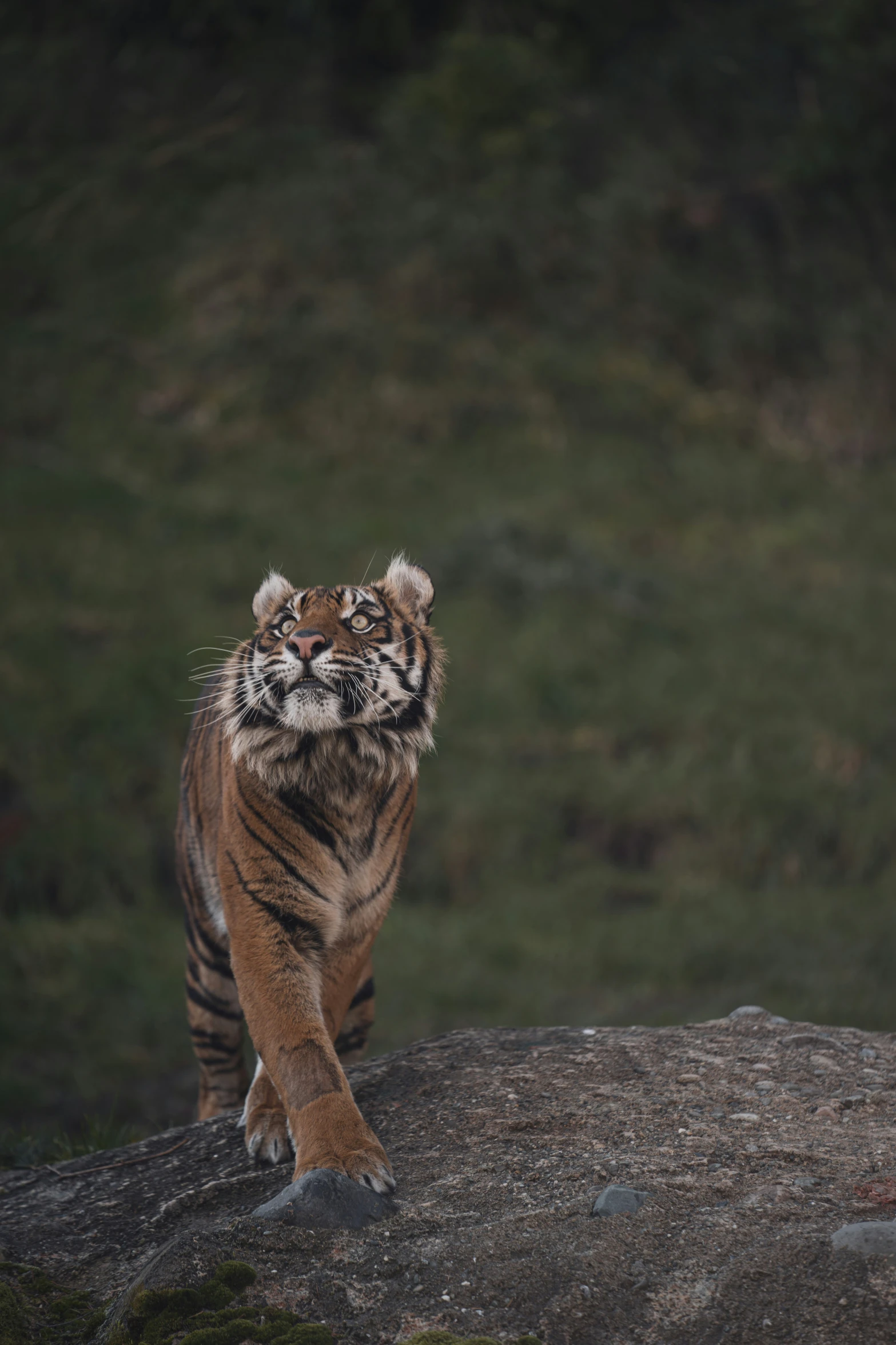 a tiger is walking on a large rock