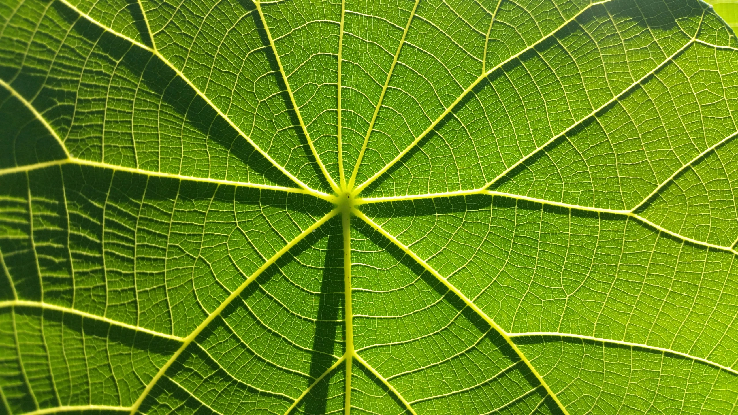 a green plant leaf is seen through the center of a circle