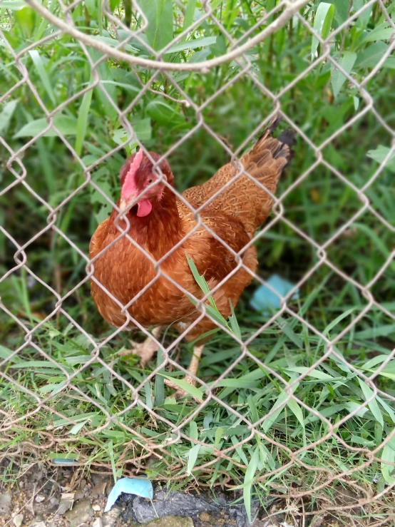 a brown rooster stands in the grass behind a fence