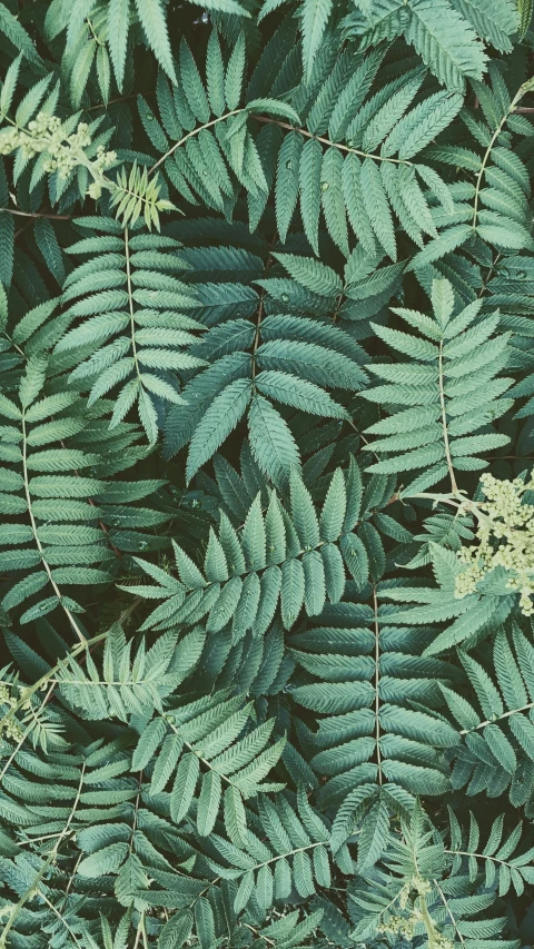 a close up image of a plant with many green leaves