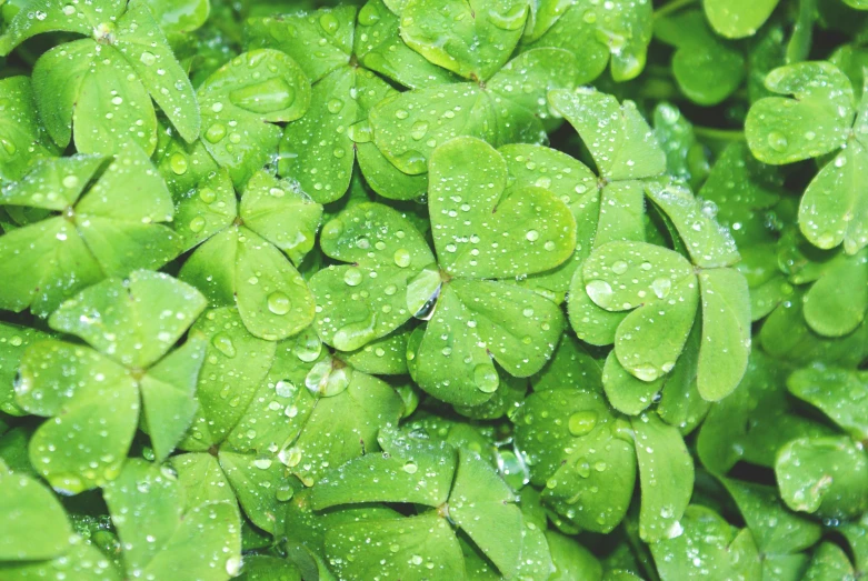 the leaves of clover are covered in dew