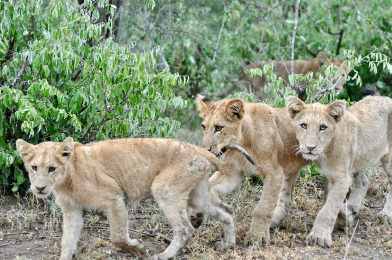 lion cubs and their mother make their way up the jungle