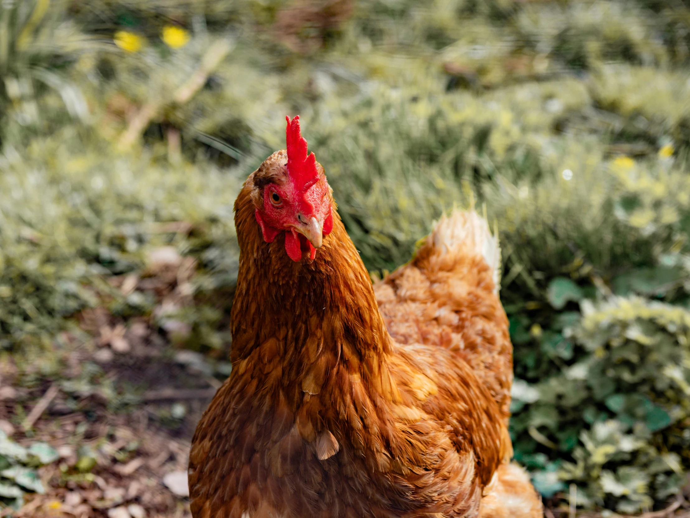 a close up of a rooster in the grass