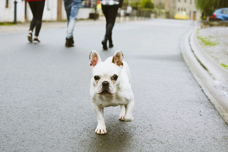 a dog walking across a street next to a couple