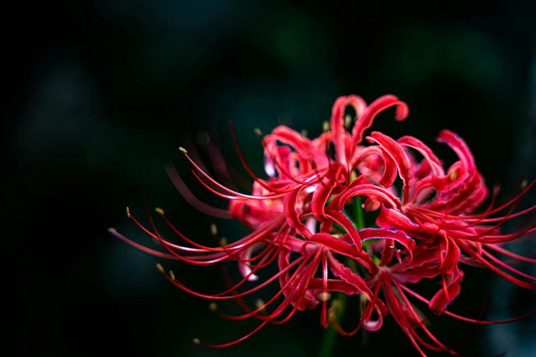 a close up of a red flower with bright green stems