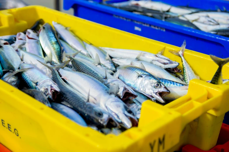 a yellow box full of mackling in front of a bunch of other fish