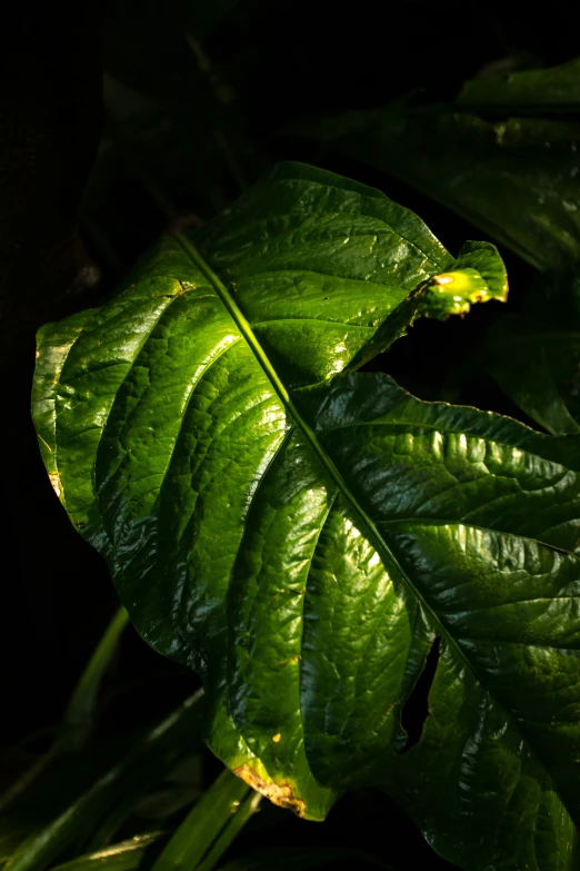 a green leaf with yellow tips in the sunlight