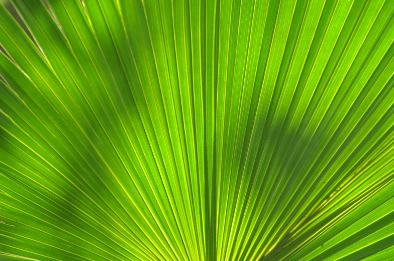 green plant leaves close up on bright day