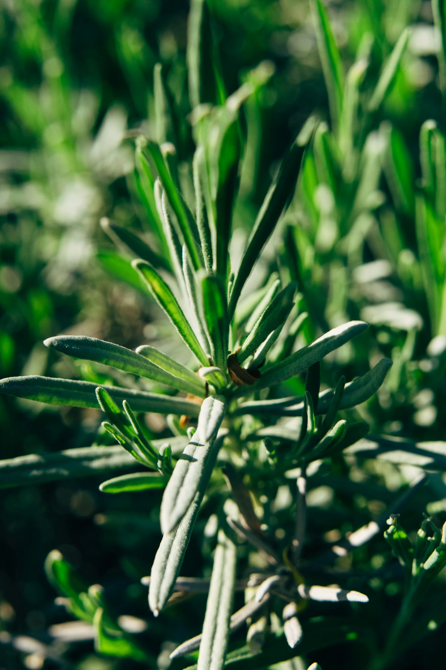 some green plants sitting in the middle of grass