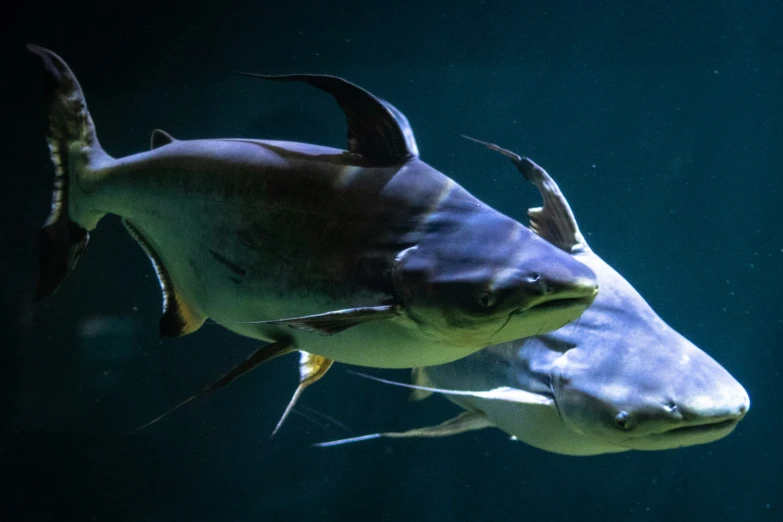 an underwater scene of two large animals with long teeth