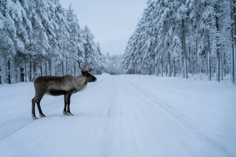 a reindeer stands in the middle of a road