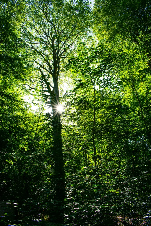 the sun is shining through the trees