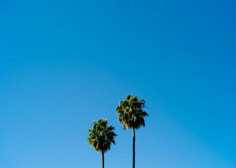 three palm trees against the blue sky are growing