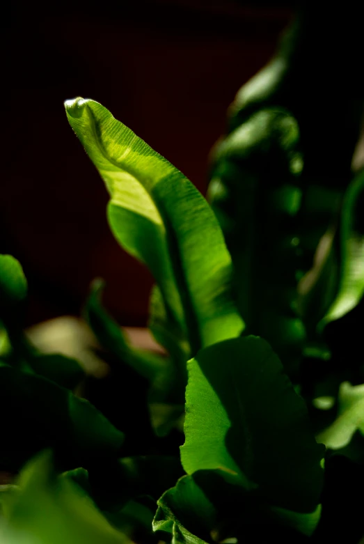 a plant with some green leaves growing on it