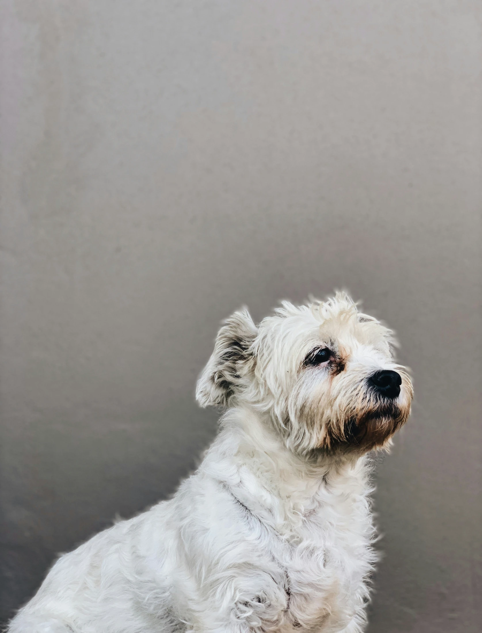 a white dog sitting next to a gray wall
