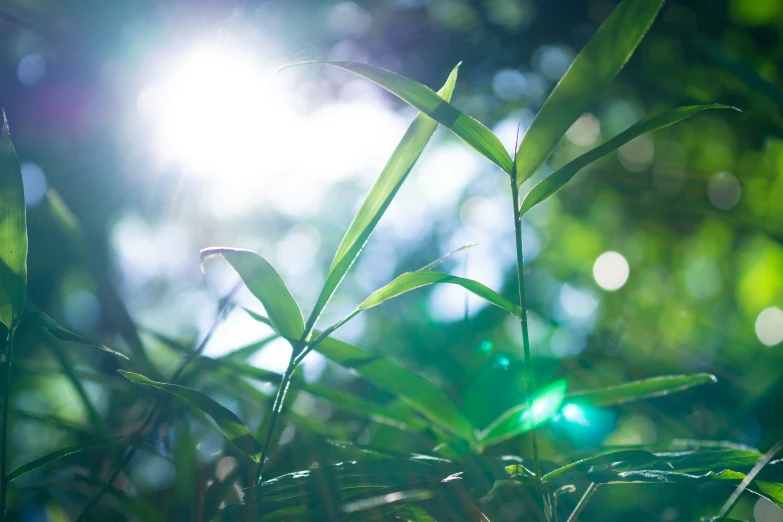 the grass is green with little sunlight shining through the leaves