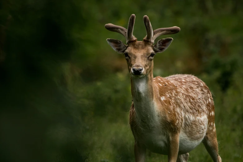 a deer that is standing in the grass