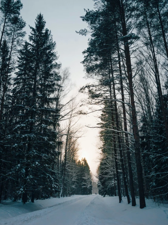 an open road with pine trees on each side