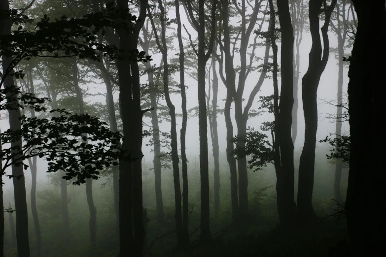 a foggy dark forest with trees and no leaves
