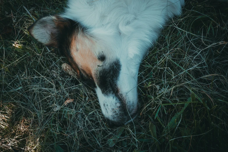 a white dog lays down on some grass