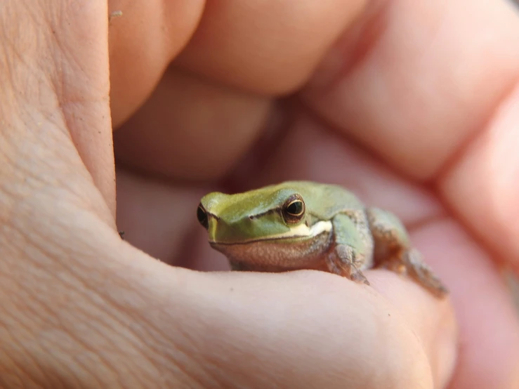 a small frog in its human hand outside