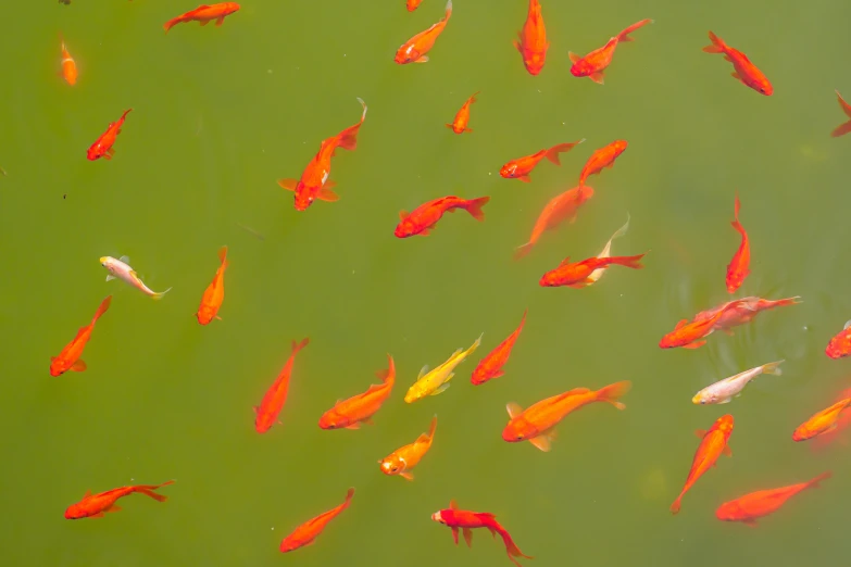 a bunch of orange fish are swimming in a pond