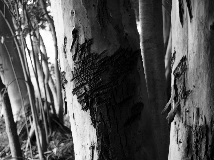 black and white pograph of a tree that has graffiti on it